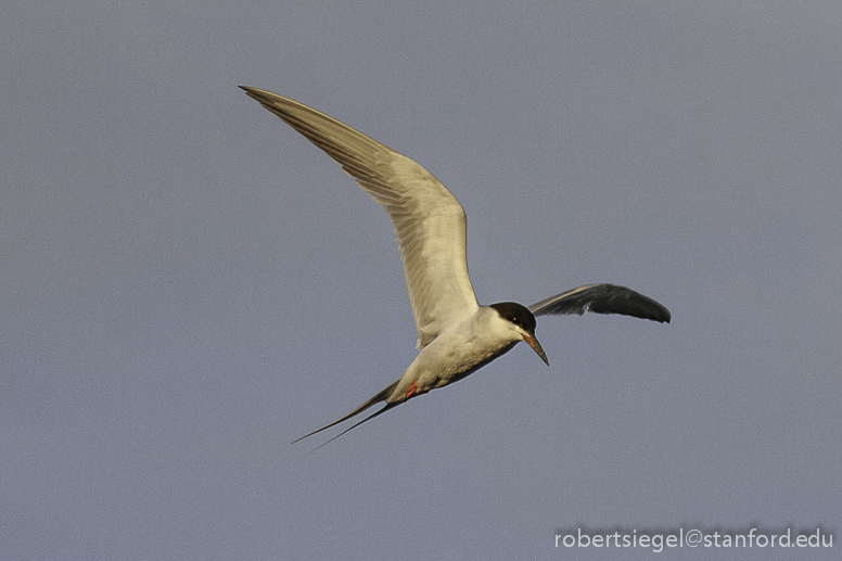 tern